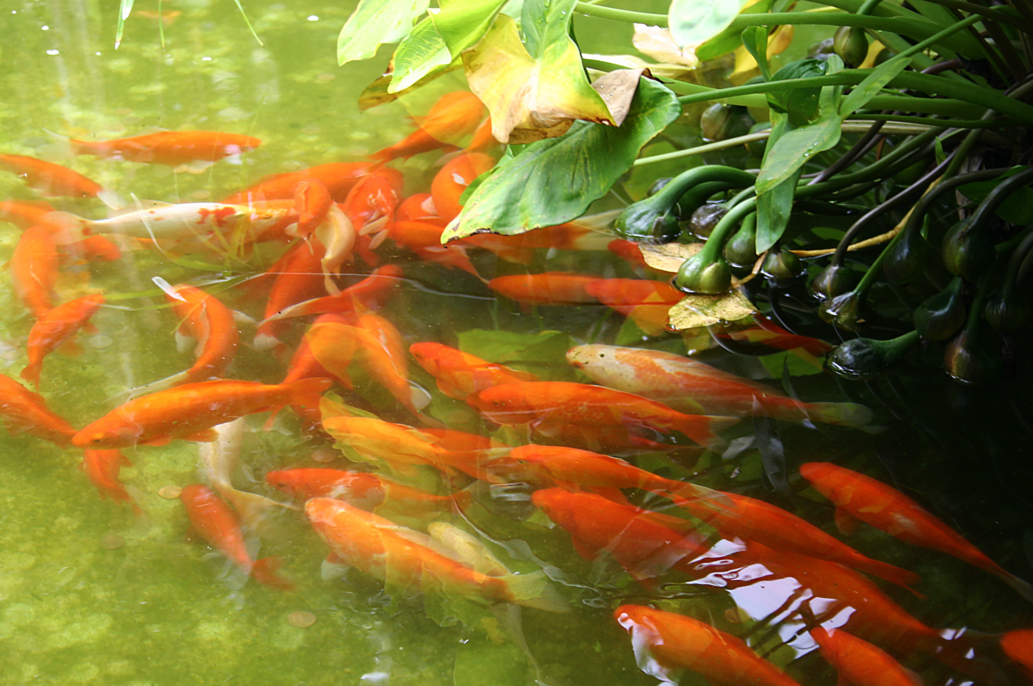 锦鲤池塘原照片